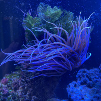 Portrait by Jessica Felicio